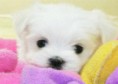 /album/fotogaleria/a1278352969-103436306-2-tiernos-y-hermosos-cachorros-maltes-medellin-1278352969-1-jpg/
